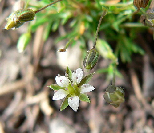 Minuartia rubella